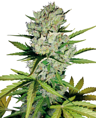 Cannabis Seeds: Best Genetics & Service - Sensi Seeds