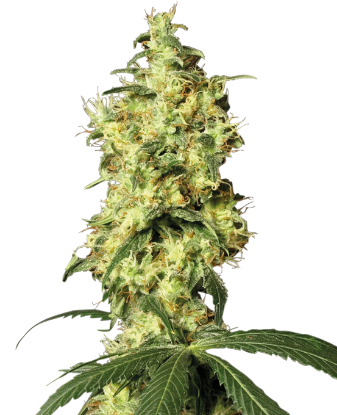 Picture of White Widow Automatic Seeds by White Label