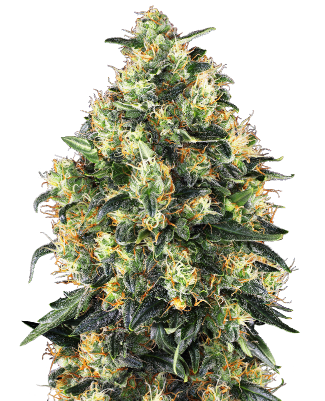 Picture of Super Skunk Automatic Seeds