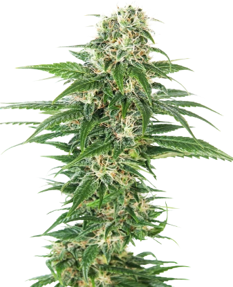 Early Skunk