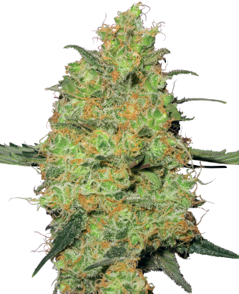 Cannabis Seeds: Best Genetics & Service - Sensi Seeds