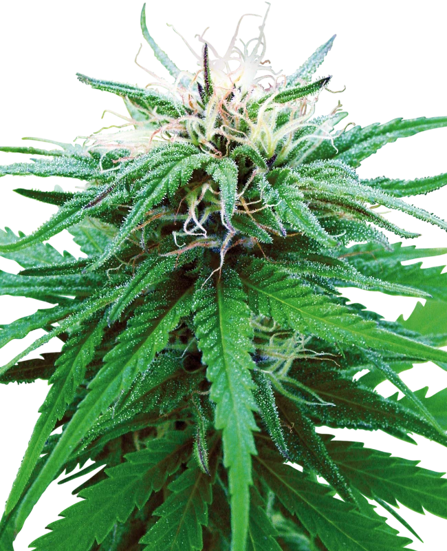 Ruderalis Indica