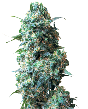 Picture of Afghan Kush Regular Seeds by White Label