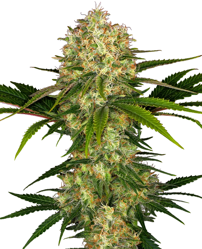 SensiSeeds