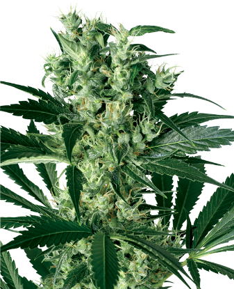 Picture of X Haze Feminized Seeds by White Label