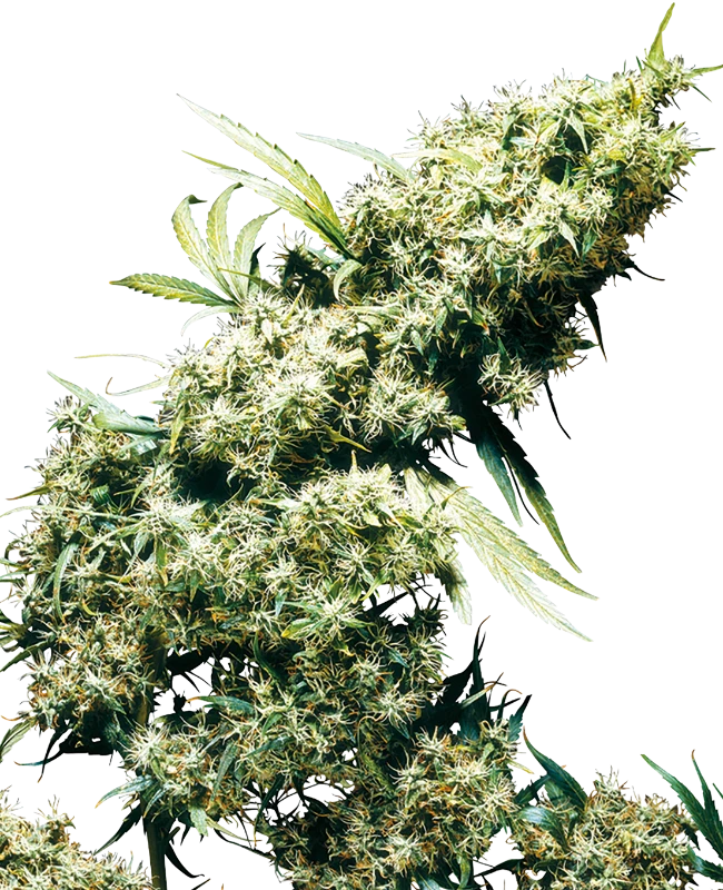Jamaican Pearl Feminisierte Hanfsamen