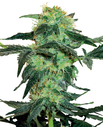 Picture of White Ice Regular Seeds by White Label