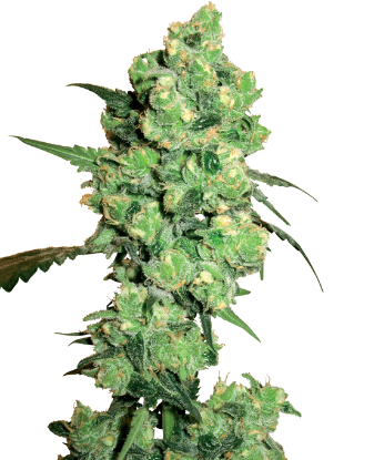 Picture of Super Skunk Regular Seeds by White Label