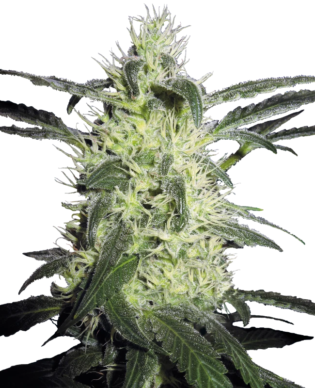 Silver Haze