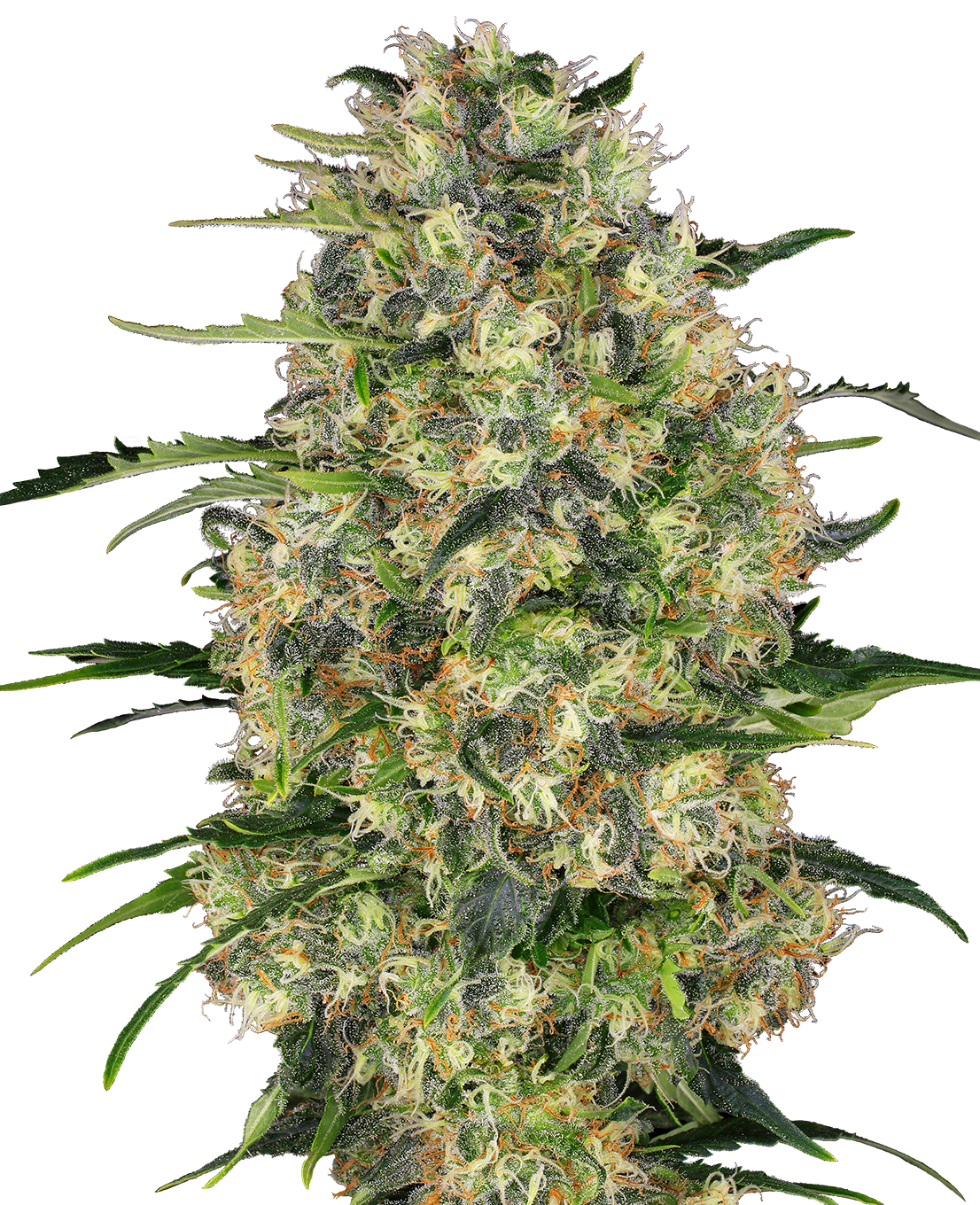 Black Domina Feminized Seeds - Sensi Seeds