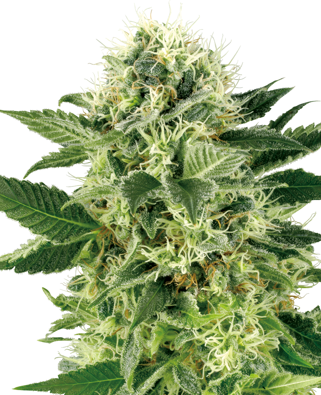 Billbergia 'Northern Lights' (開花株) B0266 0cd4ddcafe9ccc16da425193ef46ea