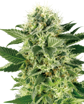 Picture of Northern Lights Feminized Seeds by White Label