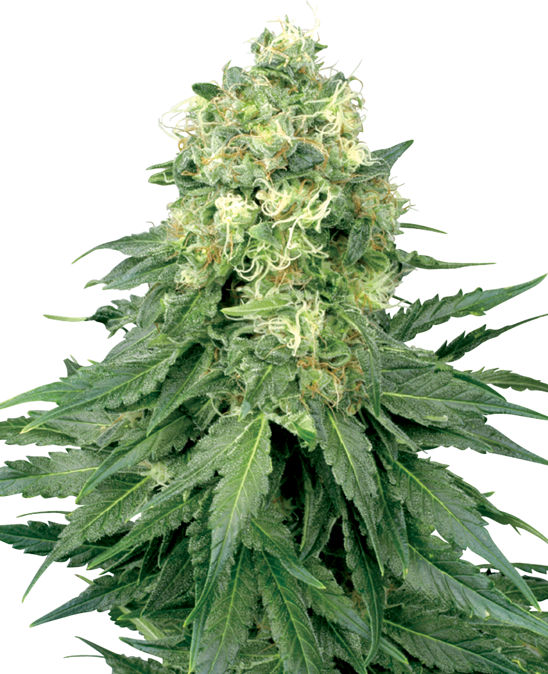 White Widow Feminized Seeds by White Label-Sensi Seeds