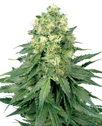 Picture of White Widow Feminized Seeds by White Label