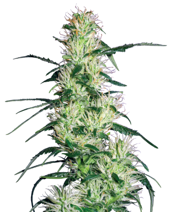 Picture of Purple Haze Feminized Seeds by White Label