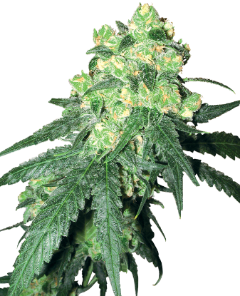 Picture of White Rhino Regular Seeds by White Label