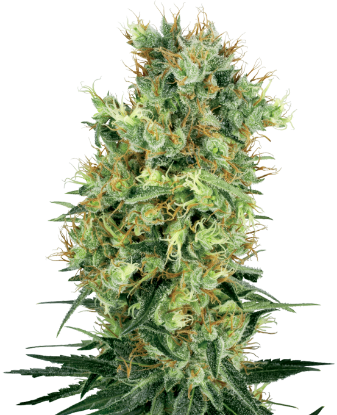 Picture of Cali Orange Bud Regular Seeds by White Label