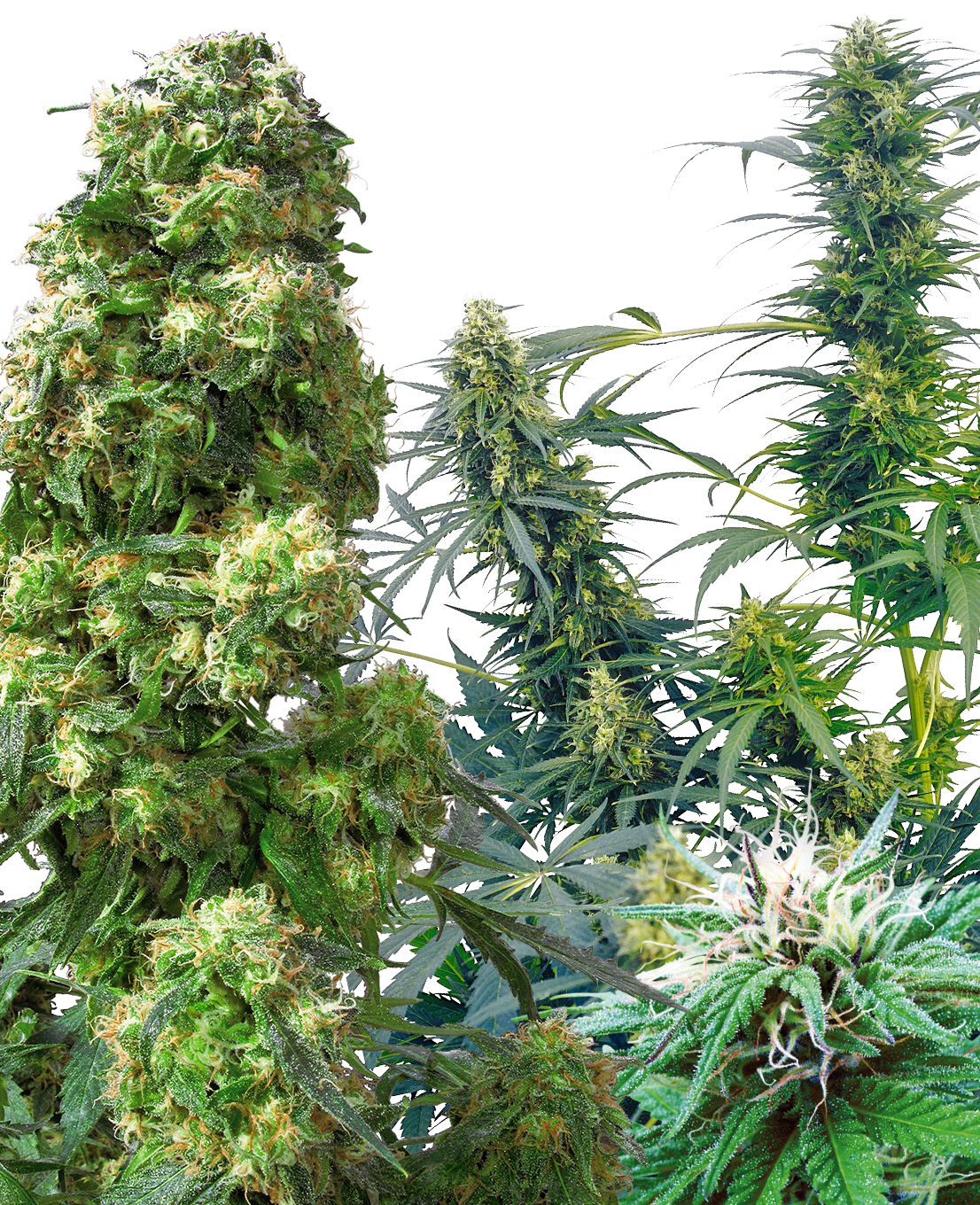 Outdoor Mix Regular Seeds-Sensi Seeds