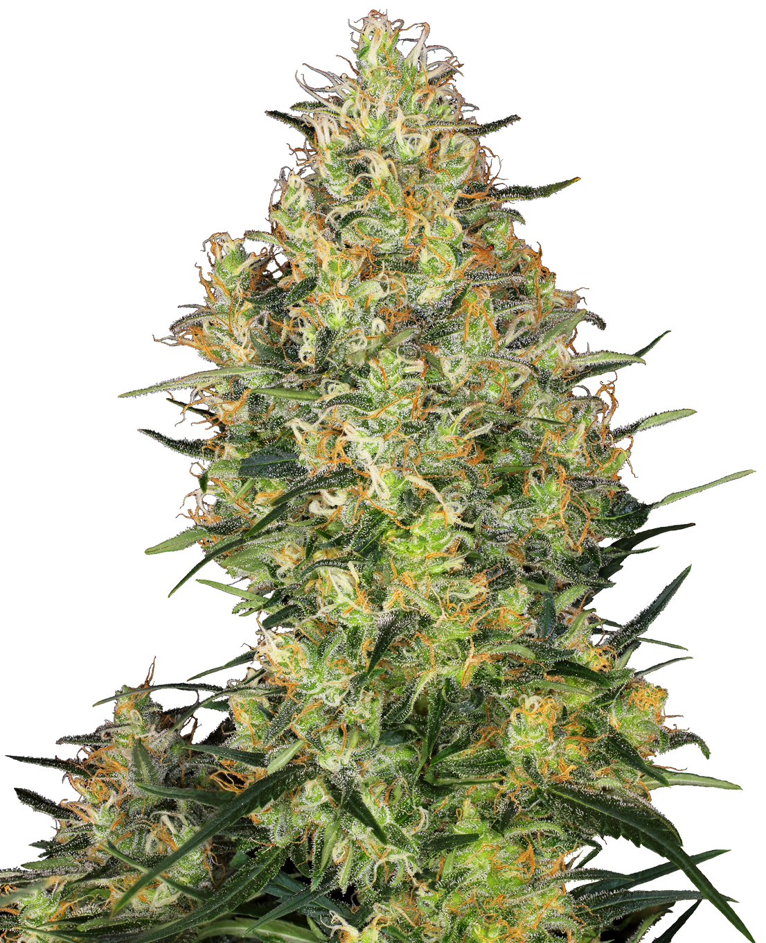 【nabe190様用】CANNABIES / Sativa Syn Shiva Skunk Reguliere zaden - Sensi Seeds