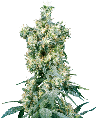 Picture of American Dream Regular Seeds