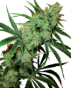 Picture of Fruity Juice Regular Seeds