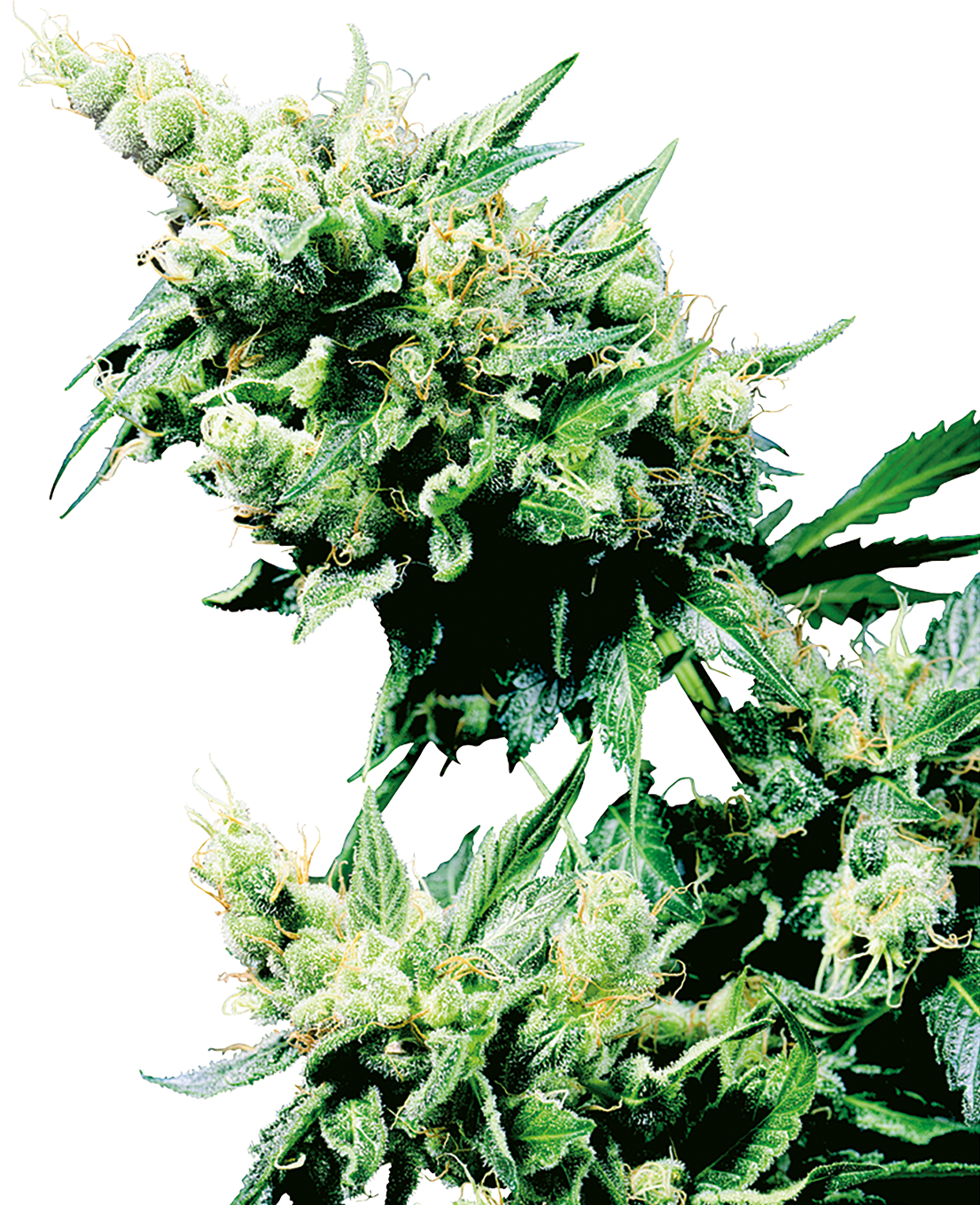 Hash Plant Regular Seeds-Sensi Seeds