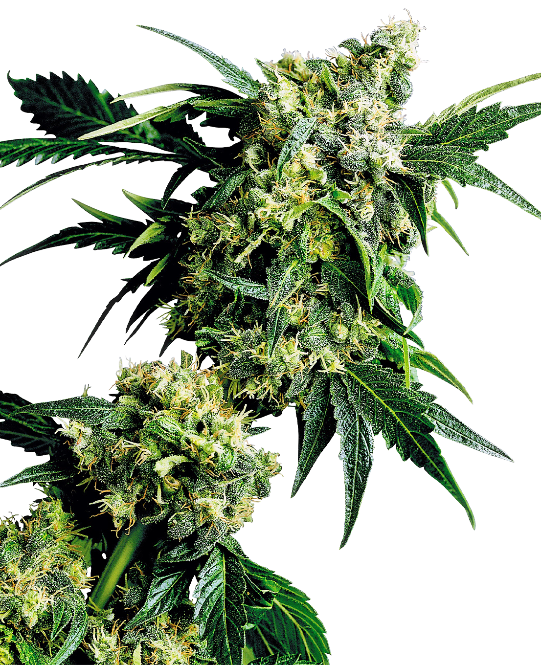 Sementes de Mr Nice G13 X Hash Plant Regulares-Sensi Seeds