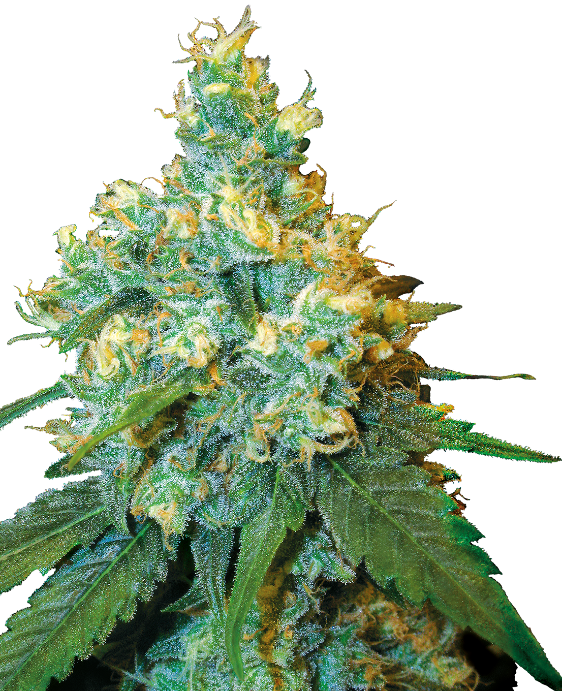 Jack Herer Susz Konopny CBD <7% 1 gram – 113214160 - ERLI.pl