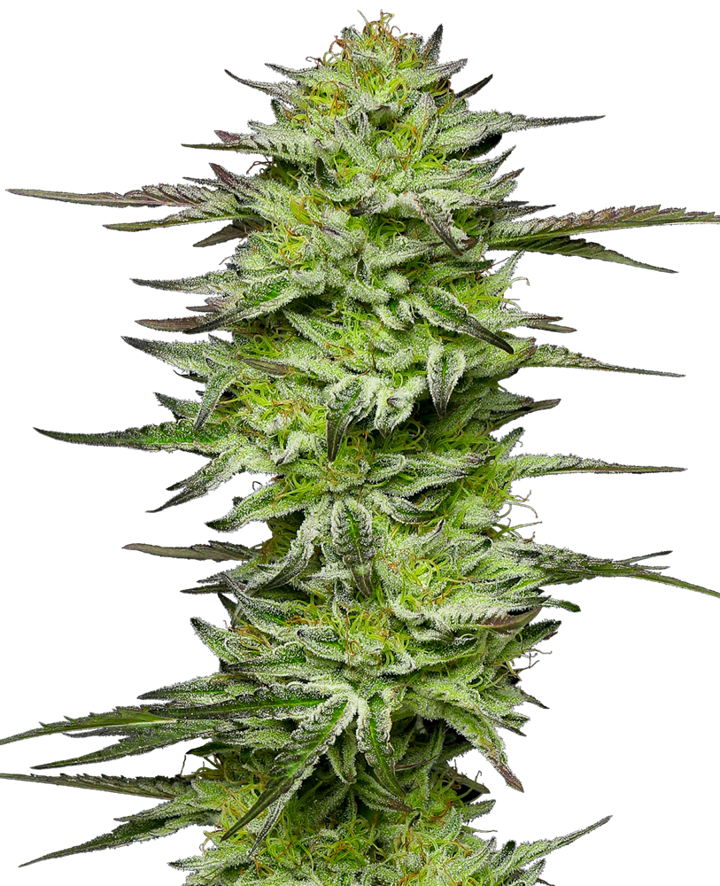 Amnesia Jelly Automatic Seeds | Page 2-Sensi Seeds