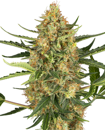 Blueberry Bubblegum Automatic (3 Stück)