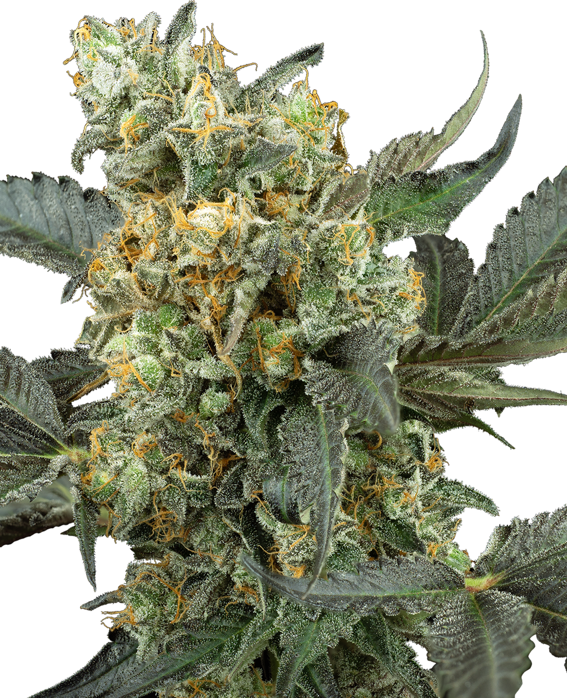 Mimosa Sunrise XXL Automatic Seeds - Sensi Seeds