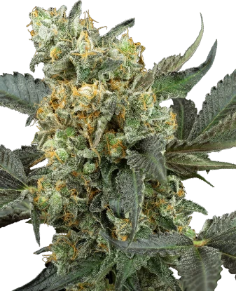 Mimosa Sunrise XXL Automatic (3 Stück)