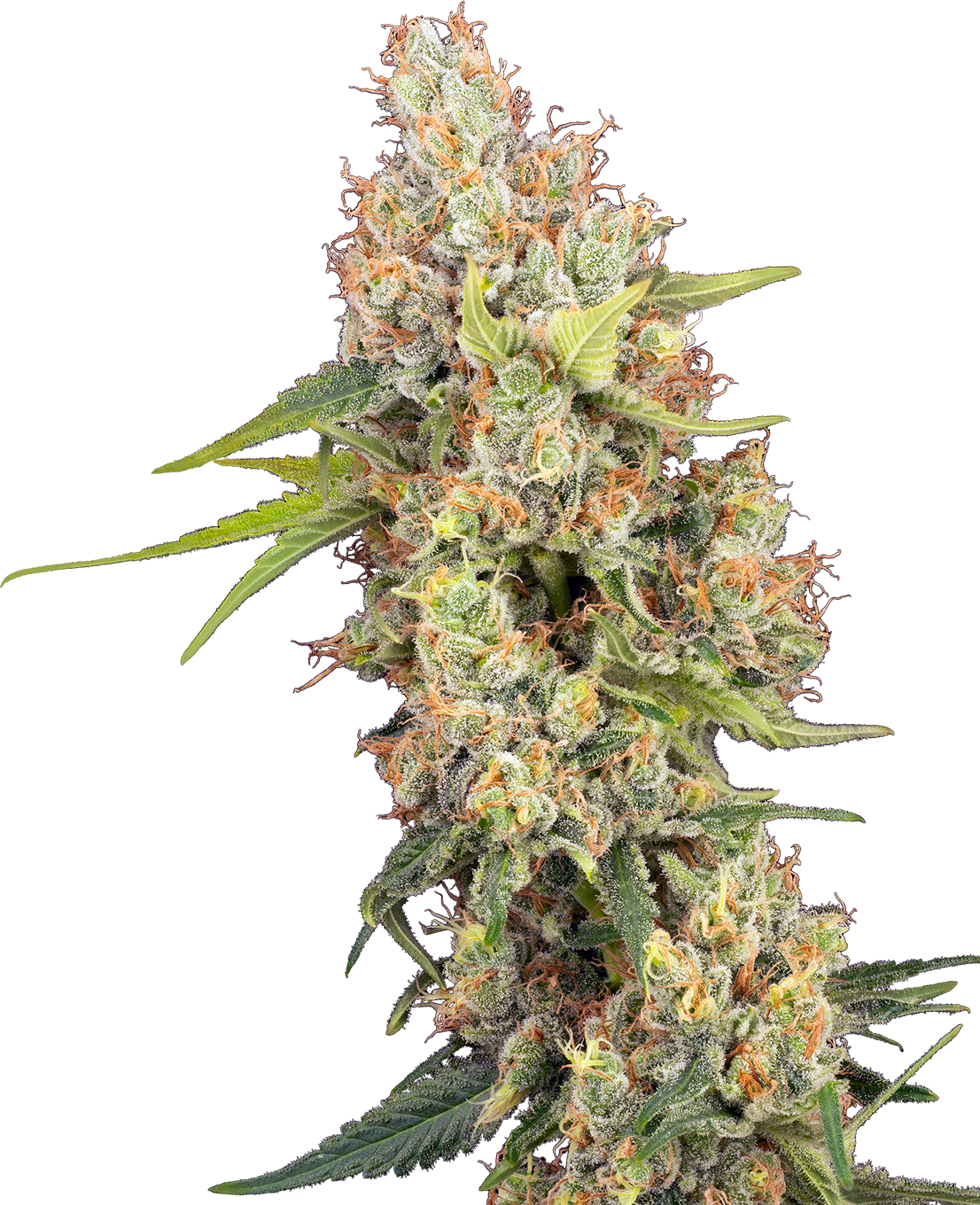 Raspberry Critical Kush Feminized Seeds-Sensi Seeds