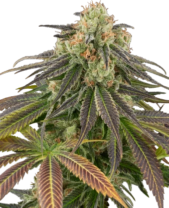 Stardust Kush Automatic (3 Stück)