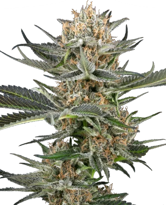 Thin Mint Kiwi Automatic