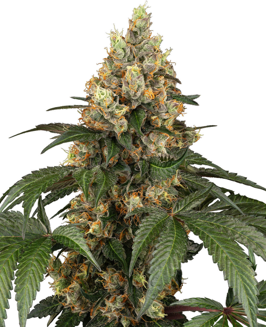 stevie wonder life of plants Stevie Wonder