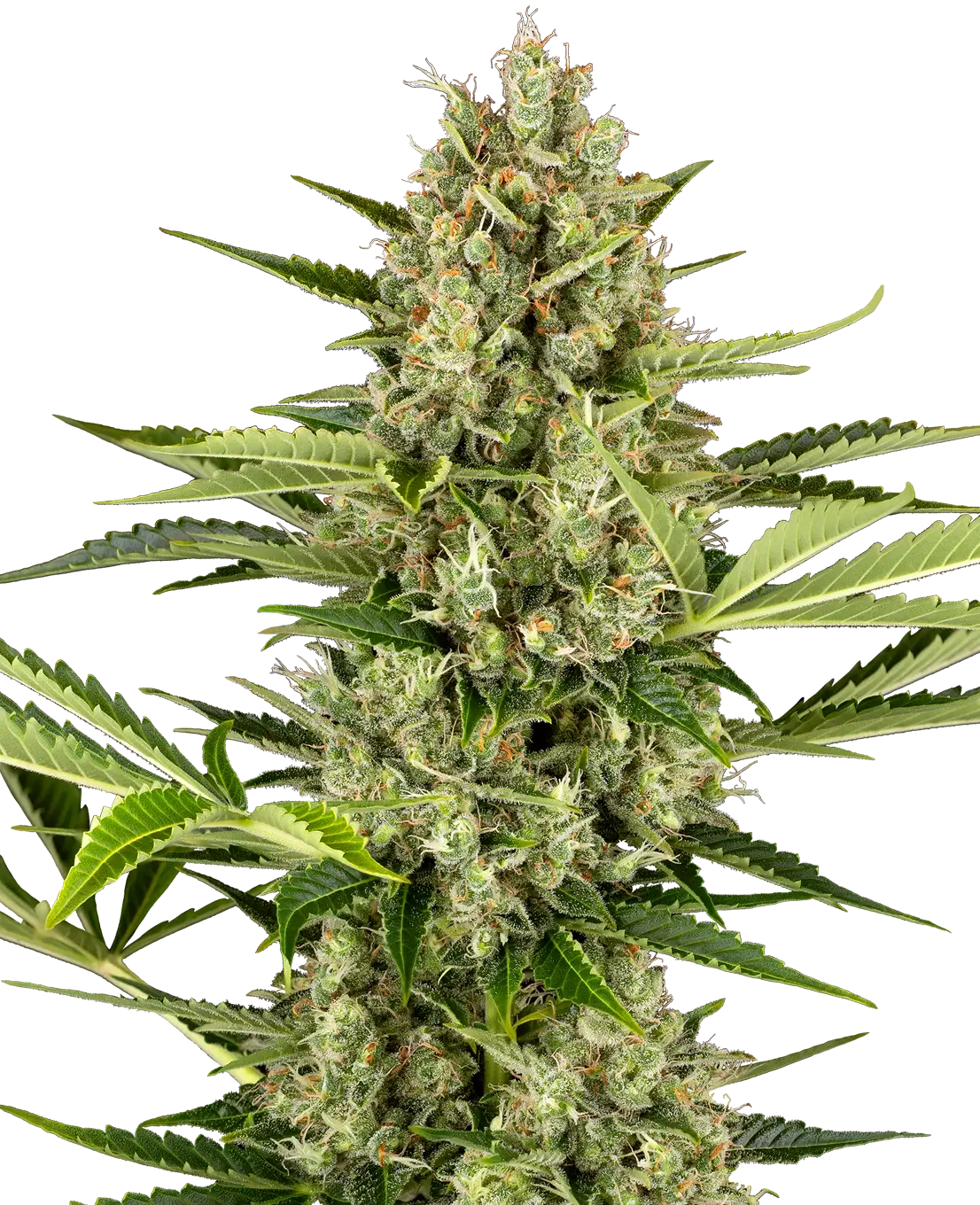 Jack Herer | AbsoluteXtracts | High Potency Cartridge