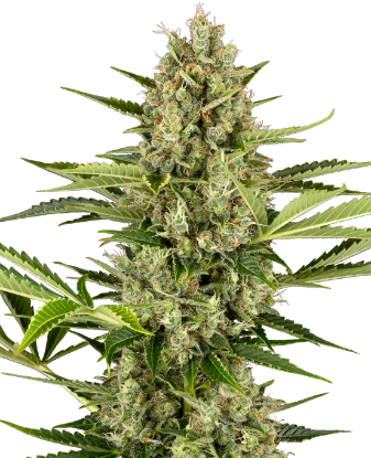 Sensi Seeds Cannabis Seeds - Sensi Seeds