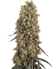Atomic Blue Dream Feminized Seeds