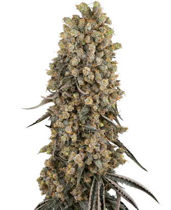 Atomic Blue Dream Feminized Seeds