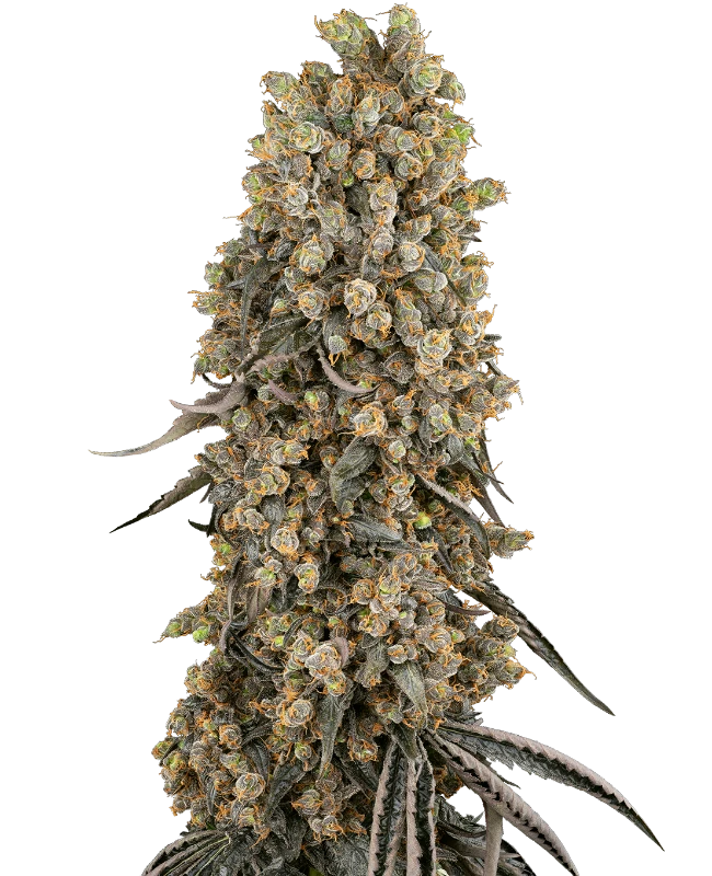 Atomic Blue Dream Feminized Seeds