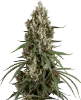 High School Reunion Feminized Seeds