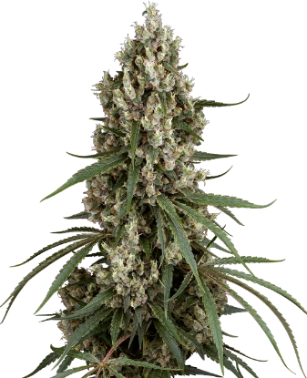 High School Reunion Feminized Seeds