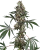 Chemberries Feminized Seeds
