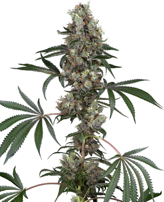 Chemberries Feminized Seeds