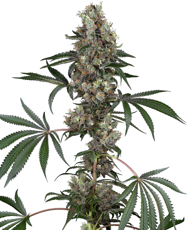 Chemberries Feminized Seeds