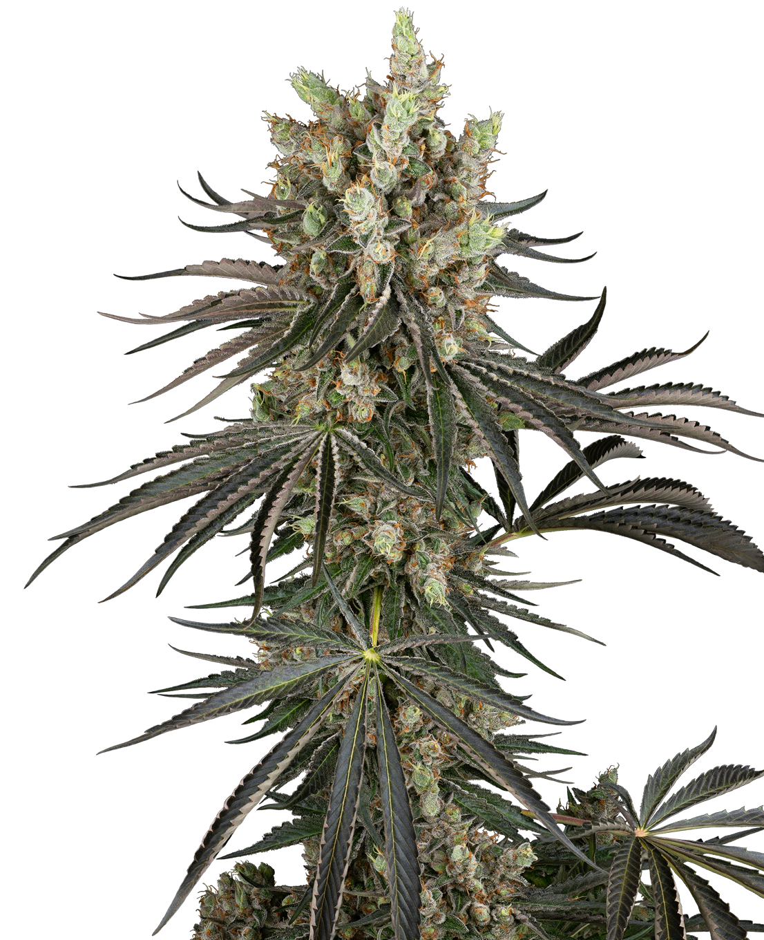 Sensi Seeds Research: New strains added-Sensi Seeds