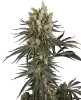 Slam Dank Feminized Seeds