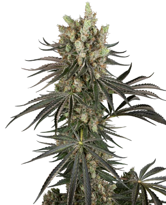Slam Dank Feminized Seeds