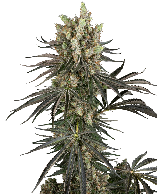 Slam Dank Feminized Seeds